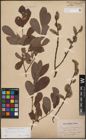 Foto von Salix caprea L. x Salix cinerea L.